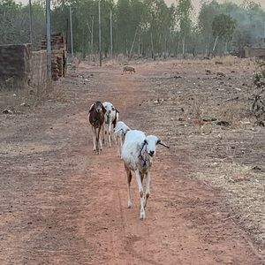 Meet your Posher, Zeyad